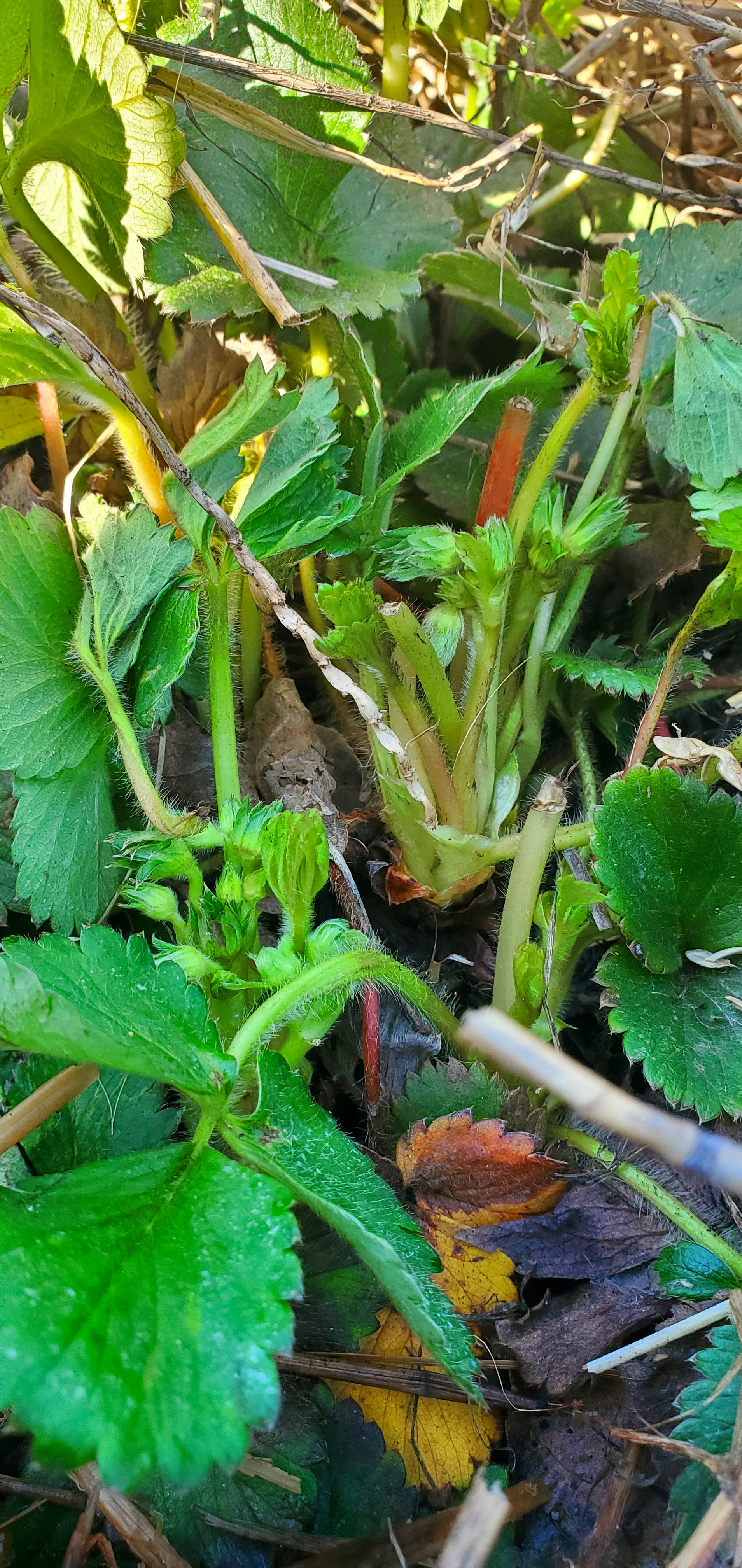 Strawberries in tight bud stage.